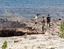 Polsek Wera Evakuasi Bangkai Paus Sperma Terdampar di Pantai Nangawera
