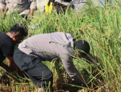 Mendukung Ketahanan Pangan Nasional, Kapolres Bima AKBP Eko Sutomo S.I.K.,M.I.K., Pimpin Panen Padi di Mapolsek Woha