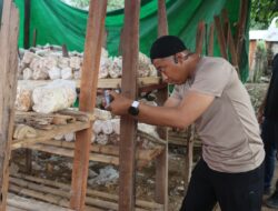 Ketahanan Pangan Nasional, Polsek Monta Polres Bima Inisiasi Dengan Budidaya Jamur Tiram