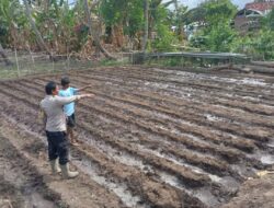 Dukung Program  Presiden RI, Ketahanan Pangan Nasional Bhabinkamtibmas Polsek Soromandi Motivasi Petani di Desa Binaannya