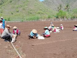 Dukung Program Ketahanan Pangan, Polsek Monta Polres Bima Terjunkan Bhabinkamtibmas