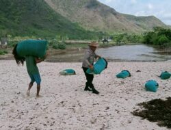 Ketahanan Pangan Nasional, Bhabinkamtibmas Polsek Monta Dampingi Nelayan Menjemur Rumput Laut