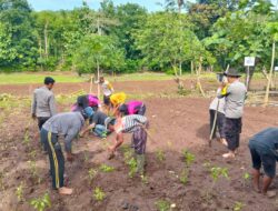 Sukseskan Ketahanan Pangan, Polsek Parado dan Bhayangkari Menanam Tanaman  Holtikultura