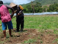 Bhabinkamtibmas Polsek Lambu Pantau Lahan Pangan Bergizi untuk Dukung Ketahanan Pangan Nasional