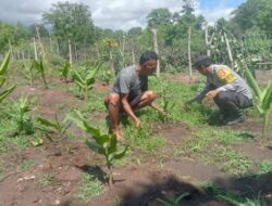 Ketahanan Pangan Nasional, Bhabinkamtibmas Polsek Soromandi Motivasi Warga Binaan Manfaatkan Lahan