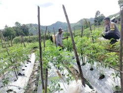 Bhabinkamtibmas Polsek Lambu Dukung Optimalisasi Lahan untuk Ketahanan Pangan Nasional