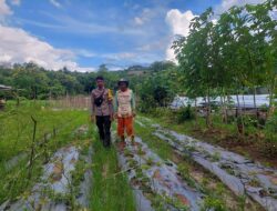 Bhabinkamtibmas Polres Bima Kota Pantau Lahan Pangan untuk Mendukung Ketahanan Pangan