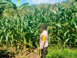 Penggerak Program Ketahanan Pangan Nasional, Bhabinkamtibmas Polsek Monta Monitoring Budidaya Jagung Milik Warga Binaan
