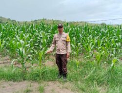 Sinergitas Sukseskan Swasembada Pangan, Bhabinkamtibmas Polsek Sanggar Dampingi Petani di Wilayah Binaan
