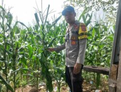 Program Ketapang Nasional, Bhabinkamtibmas Polsek Sanggar Intensif Mendampingi Petani di Wilayah Binaan