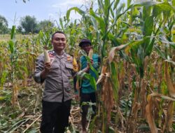 Dukung Swasembada Pangan, Bhabinkamtibmas Polsek Soromandi Aktif Dampingi Petani di Desa Binaannya