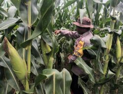Ketahanan Pangan Nasional Bhabinkamtibmas Polsek Polsubsektor Palibelo Intens Meninjau Progres Tanaman Jagung Milik Warga