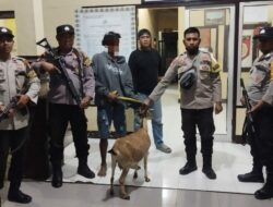 Satu dari Dua Terduga Pelaku Pencurian Hewan Berhasil Diamankan Polsek Belo