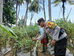 Wujud Mendukung Ketahanan Pangan Nasional Bhabinkamtibmas Polsek Woha Cek Budidaya Tomat Milik Warga Binaan,