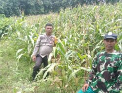 Sukseskan Program Prioritas Presiden RI, Bhabinkamtibmas Polsek Soromandi Cek Progres Tanaman Jagung Warga Binaan
