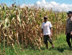 Rutin Kontrol Pertumbuhan Tanaman Jagung Milik Warga, Wujud Proaktif Bhabinkamtibmas Polsek Madapangga Dukung Ketahanan Pangan Nasional