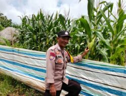 Proaktif Mendukung Ketahanan Pangan Nasional, Bhabinkamtibmas Polsek Parado Cek Budidaya Jagung  di Desa Binaannya