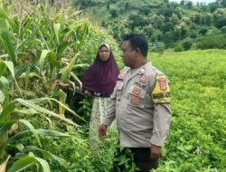 Sinergitas Polri dan Masyarakat Sukseskan Ketahanan Pangan Nasional, Bhabinkamtibmas Polsubsektor Palibelo Kontinyu Dampingi Petani di Wilayah Binaan