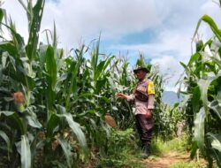 Sukseskan Swasembada Pangan  Bhabinkamtibmas Polsek Parado Aktif Dampingi Petani di Desa Binaannya