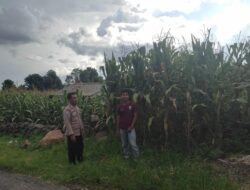 Dukung Penuh Program Ketahanan Pangan Nasional, Bhabinkamtibmas Polsek Donggo Sambangi Petani