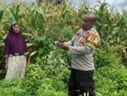 Swasembada Pangan, Bhabinkamtibmas Polsubsektor Palibelo Pantau Lahan Kacang Tanah di Desa Binaannya