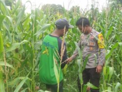 Kontribusi Penuh Dukung Swasembada Pangan Bhabinkamtibmas Polsek Bolo Dampingi Petani dan Tinjau Pertumbuhan Tanaman Jagung