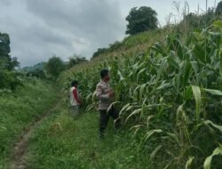 Program Ketahanan Pangan Nasional Bhabinkamtibmas Polsek Soromandi Dampingi Petani di Wilayah Binaannya