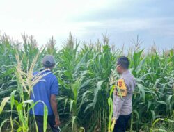 Edukasi Warga Dukung Ketahanan Pangan Nasional, Bhabinkamtibmas Polsek Tambora Pantau Budidaya Jagung