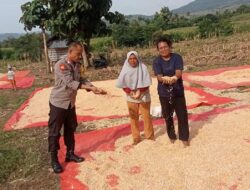 Proaktif Mendukung Ketahanan Pangan Nasional, Bhabinkamtibmas Polsek Monta Bantu Jemur Jagung Warga
