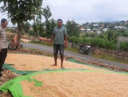 Sinergi Sukseskan Swasembada Pangan, Bhabinkamtibmas Polsek Donggo Bantu Petani Hingga Proses Penjemuran