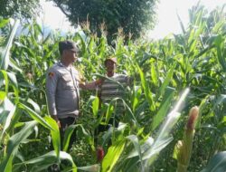 Pantau Lahan Jagung Milik Warga, Langkah Bhabinkamtibmas Polsek Donggo Sukseskan Swasembada Pangan