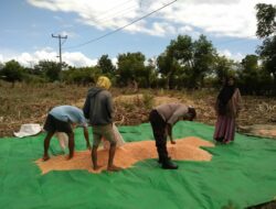 Polri Untuk Masyarakat, Bhabinkamtibmas Polsek Soromandi Bantu Warga Binaan Jemur Jagung