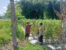 Kemandirian Pangan, Bhabinkamtibmas Polsubsektor Palibelo Dampingi dan Cek Pertumbuhan Tanaman Tomat