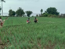 Monitoring Budidaya Bawang Merah Milik Warga, Langkah Bhabinkamtibmas Polsek Soromandi Sukseskan Program Ketahanan Pangan Nasional