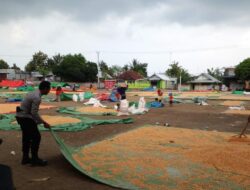 Hadir di Tengah Masyarakat, Bhabinkamtibmas Polsek Madapangga Bantu Pengeringan Jagung Milik Warga