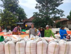 Sukseskan Program Prioritas Presiden RI, Bhabinkamtibmas Polsek Bolo Pantau dan Bantu Jemur Jagung Warga