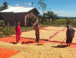 Polri Untuk Masyarakat,dan Sukseskan Swasembada Pangan Bhabinkamtibmas Polsek Woha Bantu Jemur Jagung Warga Binaan