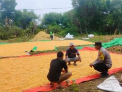 Proaktif Mendukung Ketahanan Pangan Nasional, Bhabinkamtibmas Polsek Soromandi Bantu Proses Penjemuran Jagung