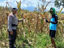 Dorong Kemandirian Pangan, Bhabinkamtibmas Polsek Woha Intens Cek Progres Tanaman Jagung Warga