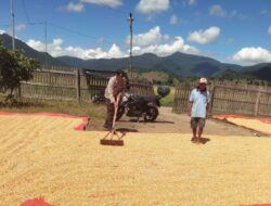 Dampingi dan Motivasi Petani Dalam Program Ketahanan Pangan Nasional Bhabinkamtibmas Polsek Woha Bantu Jemur Jagung Warga