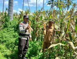 Ketahanan Pangan Nasional, Bhabinkamtibmas Polsek Woha Tinjau Kondisi Tanaman Jagung Warga