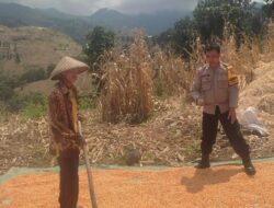 Bantu Proses Penjemuran Jagung Warga Binaan Bhabinkamtibmas Polsek Donggo Sukseskan Swasembada Pangan