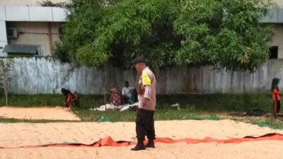 Berbaur dan Bantu Proses Pengeringan Jagung Wujud Sinergitas Polri dan Masyarakat Dukung Ketahanan Pangan