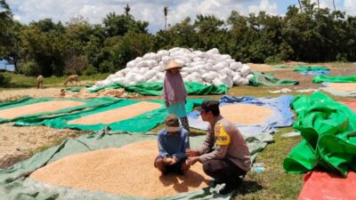 Bhabinkamtibmas Polsek Sanggar, Pantau dan Bantu Jemur Jagung Warga di Desa Binaan