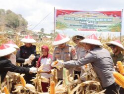 Polres Bima Kota Gelar Panen Raya Jagung Serentak Kuartal III di Desa Pesa, Wawo