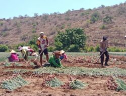 Bhabinkamtibmas Polres Bima Kota Bantu Warga Binaan Panen Bawang Sambil Sampaikan Imbauan Kamtibmas
